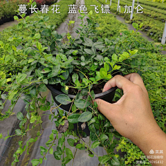 ——阿年采集到B-爬藤垂吊植物