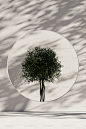 a white plate with a tree inside of it