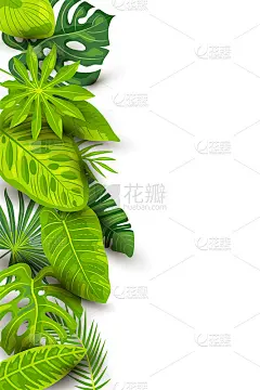 绿色的夏季热带背景与异国的叶子。