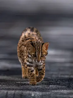 墨脱秘境蚂蚁森林格当保护站的团宠豹猫 - 小红书