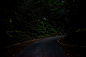 全部尺寸 | Fireflies lighting mountain path on Iriomote-jima, Okinawa, Japan | Flickr - 相片分享！
