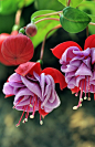 倒挂金钟~ { 学名：Fuchsia hybrida ，摄影：Carl Chen }