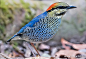 蓝八色鸫 Blue Pitta_物种介绍_动物世界_一起分享奇妙的动物世界