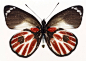 百种蝴蝶标本图片