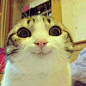 The Happiest Smiling Cat In The Universe