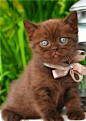 Chocolate - Hmmm...I don't think I have seen too many solid brown cats. He is pretty!: 