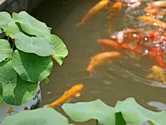 可爱的鲤鱼高清壁纸桌面壁纸1