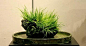 国际菖蒲展