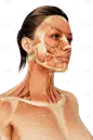 常规内容-医疗系列女性面部肌肉分布医疗概念插画图 