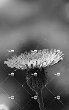 花 自然 三星壁纸 美丽的花朵 手机壁纸 花园 花壁纸 花卉背景