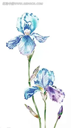 手绘优雅的鸢尾花PSD分层素材|PSD素材|分层素材|花边|花边素材|花卉素材|花纹|花纹素材|手绘|优雅|鸢尾花