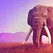 Elephant 1080p