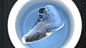 #Air Jordan# #AJ21# 至今最全的 Air Jordan 北卡蓝系列完整曝光！UNC 北卡大学官方正式带来了完整系列的展示，从 Air Jordan 1 开始，一直到最新的 Air Jordan XXXI，同样的清爽色调，不一样的鞋型魅力，让人真想即可拥有！