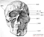 头像写生利器——头骨结构及肌肉结构-游戏美术教程网-游戏程序开发-Dogame游戏兵工厂