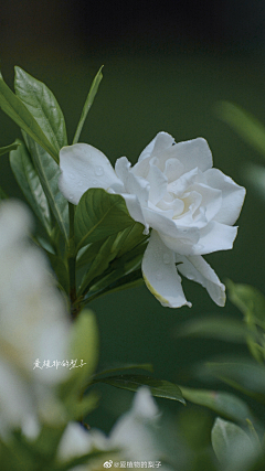 设计小白菜~采集到素材