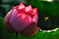 pretty little flower