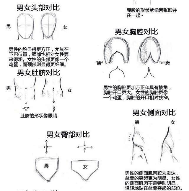 动漫人物的全面绘画参考、五官、人体比例、...