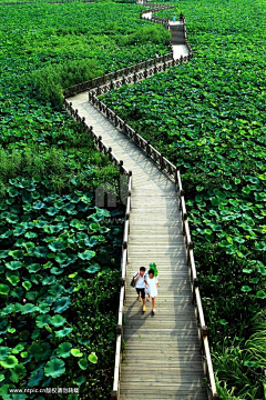 云淡风轻aq采集到X湿地