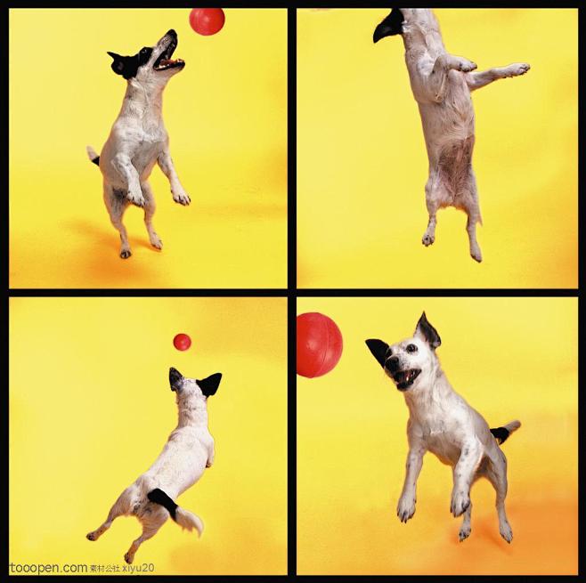 小型犬图片，和红球玩耍的可爱小狗图片素材...