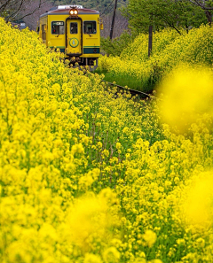 铁勺猫采集到油菜花