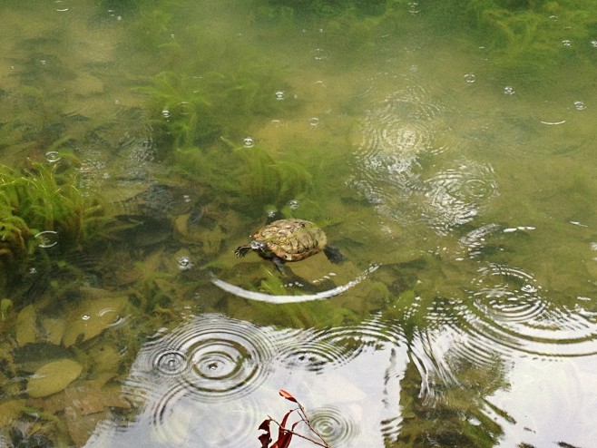 麦里芝蓄水池，野生龟！