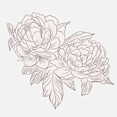 手绘植物花草手绘花线稿两朵大牡丹图片大小2000x2000px 图片尺寸1.46 MB 来自PNG搜索网 pngss.com 免费免扣png素材下载！花草#花草树木#花朵#花朵线稿#花卉#卡通手绘#两朵牡丹#手绘风格#手绘花#手绘花卉#手绘植物#叶子#植物#