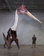 Quetzalcoatlus Northropi模型在一个1.8m男人旁边。 存在的已知最大的飞行动物