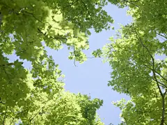 绿色养眼桌面高清壁纸桌面壁纸3