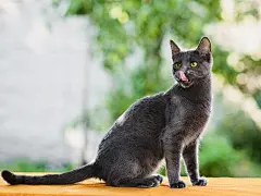 点击来源直接获取大图文件 |俄罗斯蓝猫舔鼻子的肖像