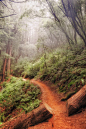 Redwood Trail, California
photo via diana