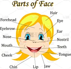 Cartoon child. Girl. Vocabulary of face parts. Vec