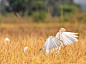 Photo: A flock of cattle egrets in India