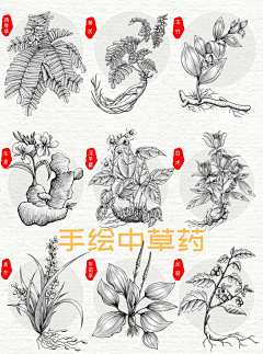 小稳-loveWW采集到植物——png