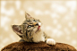 猫小猫家庭免费照片在 Pixabay _摄影_T20191128 #率叶插件，让花瓣网更好用_http://ly.jiuxihuan.net/?yqr=14739863#