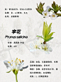 品种图鉴丨桃梅杏李梨樱海棠 - 小红书