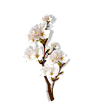 花瓣 包包 金鱼 荷花 书本 梅花 牡丹 png免抠图素材 - 彼岸桃花 - .