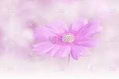 大波斯菊,运动模糊,贺卡,新的,水平画幅,樱花,樱桃,无人,情人节,特写