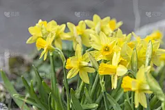 早春时节，水仙花在花坛上盛开