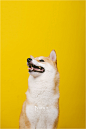 柴犬锅盔宝宝棚拍 - IPET-PHOTO宠物摄影 - 图虫网 - 优质摄影师交流社区