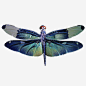 美丽翅膀的蜻蜓_新图网 https://ixintu.com 梦幻 蜻蜓 翅膀 昆虫 美丽 紫蓝色