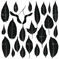 叶子剪影设置孤立在白色背景向量