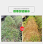 草铵膦草铵磷草胺磷园地精草胺除草剂烂根正品草安磷杀草剂除草药-淘宝网