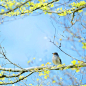 【鸟】
树枝上 可爱的小鸟