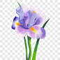 紫罗兰色水彩鸢尾花装饰图案PNG图片 来自PNG搜索网 pngss.com 免费免扣png素材下载！