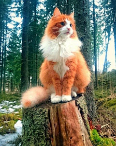 系阿辞丫采集到小猫