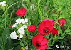 花事 | 最好種植的16種野花，你種過哪些？ : 半支蓮因葉像松針而花似牡丹，因而又被稱做「松針牡丹」。它生長非常低矮，莖呈匍匐狀。花朵大而色彩艷麗，而其肉質葉呈圓棍狀，花大葉少，因而耐旱性強。半支蓮喜強光，在晚上或陰天時花會閉合。作為超矮生的種類，半枝蓮對環境良好的適應性使得它成為我們強烈推薦的選擇之一。