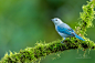 灰蓝裸鼻雀Thraupis episcopus雀形目 裸鼻雀科 裸鼻雀属
Blue-grey Tanager by J. Uriarte on 500px