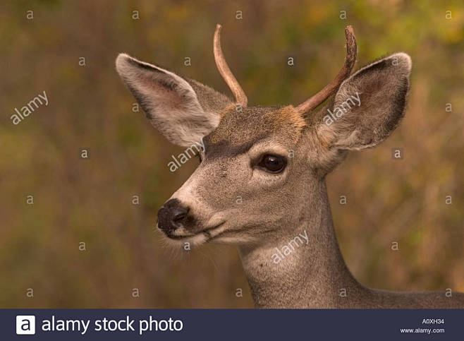 young-mule-deer-buck...