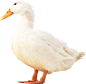 白鸭PNG图片