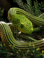 African Bush Viper, iwo pilc : I found on the internet this snake species and they were so beautiful that i needed to do one of them. Everything procedural in blender.